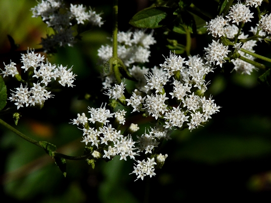 {Ageratina aromatica}